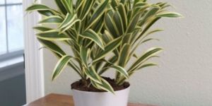 Pleomele, Song of India (Golden) Plant