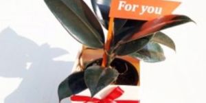 Rubber Plant: Auspicious, Wealth Boomer & Air Purifier