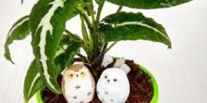 Syngonium-Air Purifier