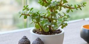 Wealth Boomer Jade Plant: Succulent Plant