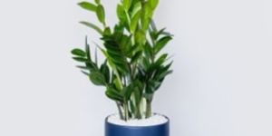ZZ Plant: Adroid Palm (Air Purifier)