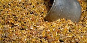 Kadaknath Poultry Feed