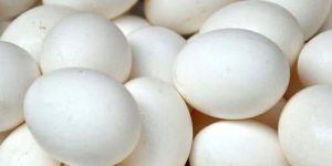 White Poultry Eggs