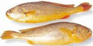 Yellow Croaker Fish