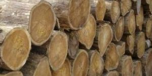 Teak Wood Logs