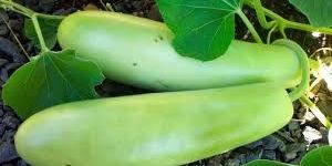 Bottle Gourd