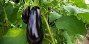Brinjal