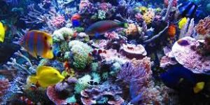 Marine Fish Tank