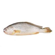 Yellow Croaker