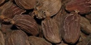 Indian Black Cardamom