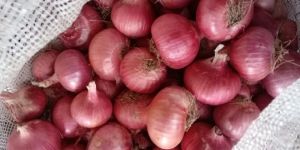 Fresh Red Onion