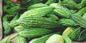 Organic Bitter Gourd