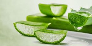 Fresh Aloe Vera Leaves