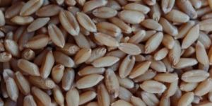 Durum Wheat Seeds