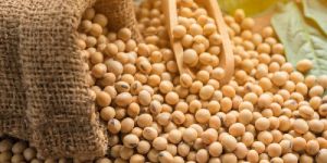 Organic Soybean Seeds