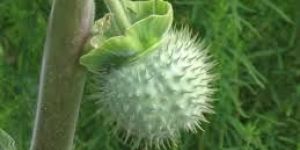 Datura Fruit / Dry butterfly pea flower
