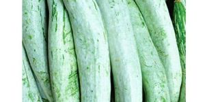 Fresh Snake Gourd