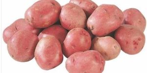 Fresh Red Potato
