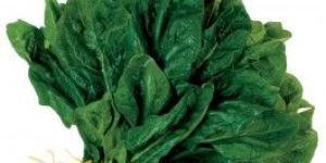 Fresh Spinach