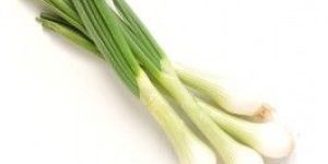 Fresh Spring Onion