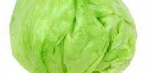 Iceberg Lettuce