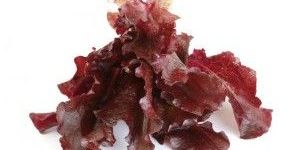 Red Leaf Lettuce