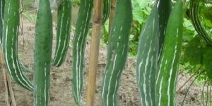 Fresh Serpent Gourd