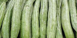 Fresh Snake Gourd