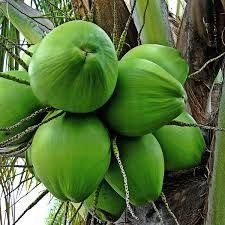 Tender Coconut