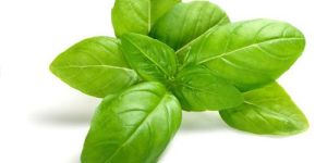 Fresh Basil Leaves