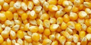 Fresh Yellow Maize