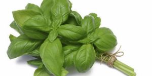 Green Basil Leaves