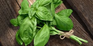 Natural Basil Leaves