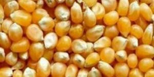 Natural Yellow Maize