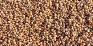 Organic Jowar Seeds