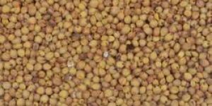 Yellow Jowar Seeds