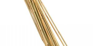 Bamboo Cane