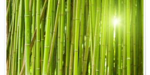 Green Bamboo