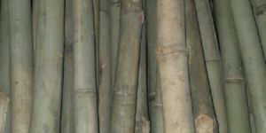 Medium Size Bamboo Poles