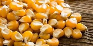 a Grade Yellow Corn Seeds