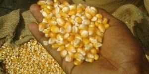 C Grade Yellow Corn Seeds