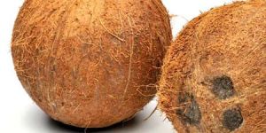 Fully Husked Coconut