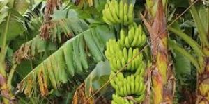 Banana Tissue Culture