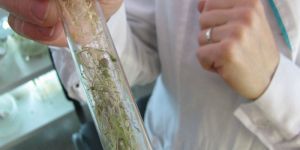 Potato Tissue Culture