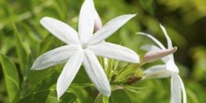 Jasmine Flower