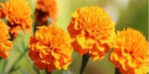 Marigold Flower