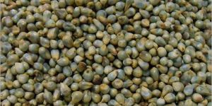 Millet Seed