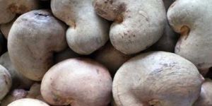 Raw Cashew Nuts
