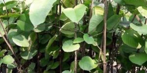 Red Sandalwood Plants