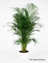 Decorative Plant